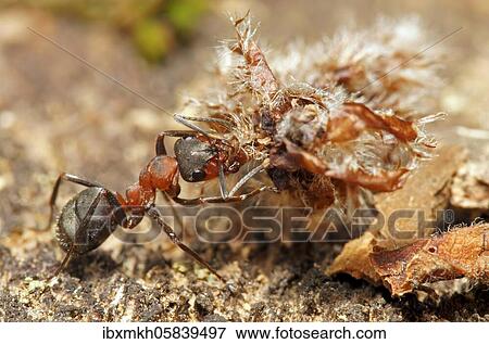 Stock Photo - Red Wood Ant (Formica rufa) with material for the anthill, Hesse, Germany, Europe. Fotosearch