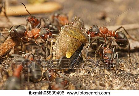 Red Wood Ants (Formica rufa) with captured tree bug, Hesse, Germany, Europe View Large Photo Image Stock Photograph - Red Wood Ants (Formica rufa) with captured tree bug, Hesse, Germany, Europe. Fotosearch