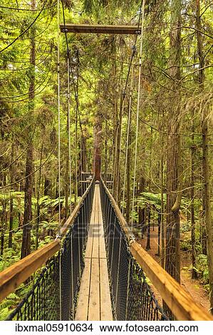 Picture - Redwood Treewalk, Oceania, Treetop Walk, Rotorua, Bay of Plenty, North Island, New Zealand, Oceania. Fotosearch