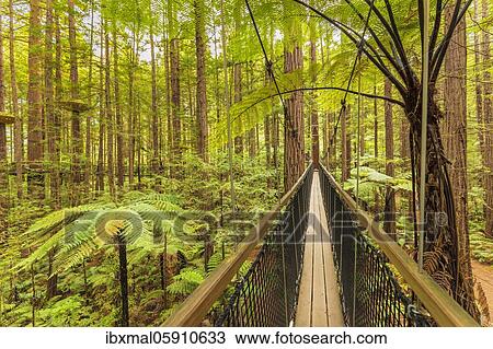 Redwood Treewalk, Oceania, Treetop Walk, Rotorua, Bay of Plenty, North Island, New Zealand, Oceania View Large Photo Image Stock Image - Redwood Treewalk, Oceania, Treetop Walk, Rotorua, Bay of Plenty, North Island, New Zealand, Oceania. Fotosearch