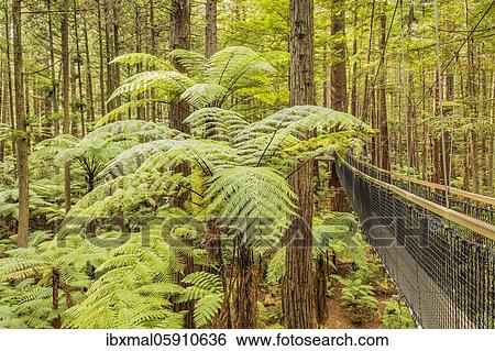 Stock Photograph - Redwood Treewalk, Oceania, Treetop Walk, Rotorua, Bay of Plenty, North Island, New Zealand, Oceania. Fotosearch