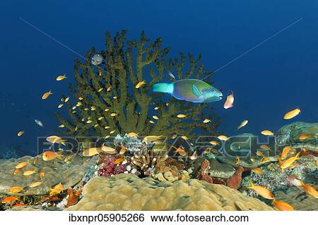 Reef landscape with parrot fish (Chlorurus erythrodon), Tubastrea micranthus (Tubastrea micranthus) Pseudanthias damselfish (Pseudanthias) Andaman Sea, Mu Ko Similan National Park, Similan Islands, Phang Nga Province, Thailand, Asia View Large Photo Image Stock Photograph - Reef landscape with parrot fish (Chlorurus erythrodon), Tubastrea micranthus (Tubastrea micranthus) Pseudanthias damselfish (Pseudanthias) Andaman Sea, Mu Ko Similan National Park, Similan Islands, Phang Nga Province, Thailand, Asia. Fotosearch