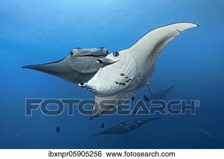 Reef manta ray (Manta alfredi) four, swimming to cleaning station, Richelieu Rock, Andaman Sea, Mu Ko Similan National Park, Similan Islands, Phang Nga Province, Thailand, Asia View Large Photo Image Stock Photograph - Reef manta ray (Manta alfredi) four, swimming to cleaning station, Richelieu Rock, Andaman Sea, Mu Ko Similan National Park, Similan Islands, Phang Nga Province, Thailand, Asia. Fotosearch