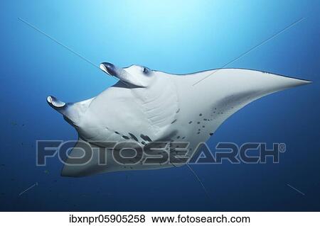 Reef manta ray (Manta alfredi) swims in blue water, Andaman Sea, Mu Ko Similan National Park, Similan Islands, Phang Nga Province, Thailand, Asia View Large Photo Image Stock Photo - Reef manta ray (Manta alfredi) swims in blue water, Andaman Sea, Mu Ko Similan National Park, Similan Islands, Phang Nga Province, Thailand, Asia. Fotosearch