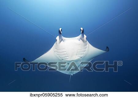 Reef manta ray (Manta alfredi) swims in blue water, Andaman Sea, Mu Ko Similan National Park, Similan Islands, Phang Nga Province, Thailand, Asia View Large Photo Image Stock Photography - Reef manta ray (Manta alfredi) swims in blue water, Andaman Sea, Mu Ko Similan National Park, Similan Islands, Phang Nga Province, Thailand, Asia. Fotosearch