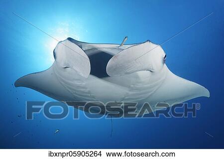Reef manta ray (Manta alfredi) swims over cleaning station in back light, Richelieu Rock, Andaman Sea, Mu Ko Similan National Park, Similan Islands, Phang Nga Province, Thailand, Asia View Large Photo Image Picture - Reef manta ray (Manta alfredi) swims over cleaning station in back light, Richelieu Rock, Andaman Sea, Mu Ko Similan National Park, Similan Islands, Phang Nga Province, Thailand, Asia. Fotosearch