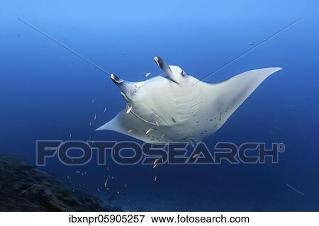 Reef manta ray (Manta alfredi) with shoal of flag perch (Pseudanthias) Andaman Sea, Mu Ko Similan National Park, Similan Islands, Phang Nga Province, Thailand, Asia View Large Photo Image Stock Photo - Reef manta ray (Manta alfredi) with shoal of flag perch (Pseudanthias) Andaman Sea, Mu Ko Similan National Park, Similan Islands, Phang Nga Province, Thailand, Asia. Fotosearch