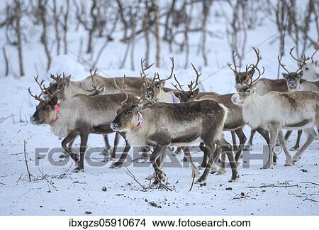 Picture - Reindeer (Rangifer tarandus) in breeding animals in enclosure, Røkland, Nordland, Norway, Europe. Fotosearch