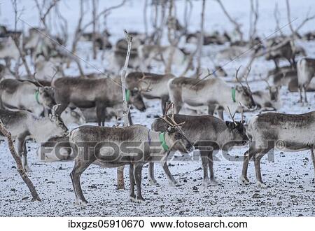 Stock Image - Reindeer (Rangifer tarandus) in breeding animals in enclosure, Røkland, Nordland, Norway, Europe. Fotosearch