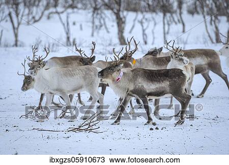 Stock Image - Reindeer (Rangifer tarandus) in breeding animals in enclosure, Røkland, Nordland, Norway, Europe. Fotosearch