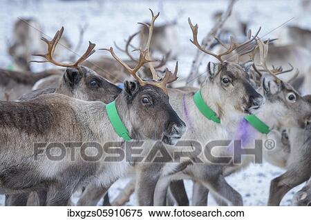 Stock Photography - Reindeer (Rangifer tarandus) in breeding animals in enclosure, Røkland, Nordland, Norway, Europe. Fotosearch
