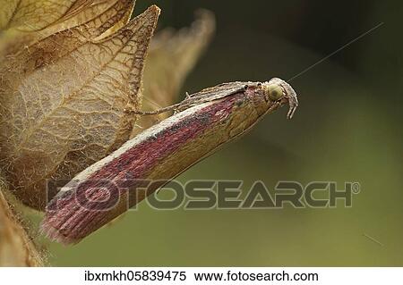 Rhubarbzünsler (Oncocera semirubella), Bad Hersfeld, Hesse, Germany, Europe View Large Photo Image Stock Photography - Rhubarbzünsler (Oncocera semirubella), Bad Hersfeld, Hesse, Germany, Europe. Fotosearch