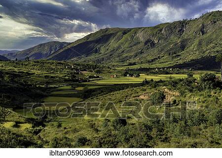 Stock Photo - Rice fields in the highlands of Madagascar, Madagascar, Africa. Fotosearch