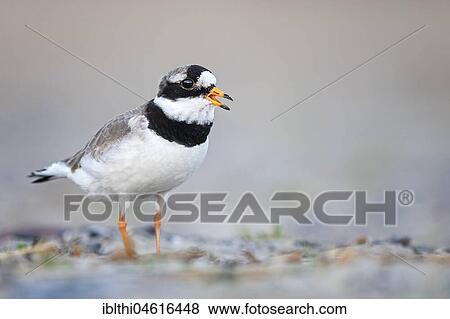 Ringed plover (Charadrius hiaticula), calling, Texel, Netherlands View Large Photo Image Stock Photo - Ringed plover (Charadrius hiaticula), calling, Texel, Netherlands. Fotosearch