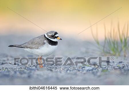 Ringed plover (Charadrius hiaticula), Texel, Netherlands View Large Photo Image Stock Photography - Ringed plover (Charadrius hiaticula), Texel, Netherlands. Fotosearch