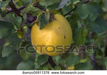 Ripe yellow appleQuince (Cydonia oblonga) hangs on the tree, Bavaria, Germany, Europe View Large Photo Image Stock Photo - Ripe yellow appleQuince (Cydonia oblonga) hangs on the tree, Bavaria, Germany, Europe. Fotosearch