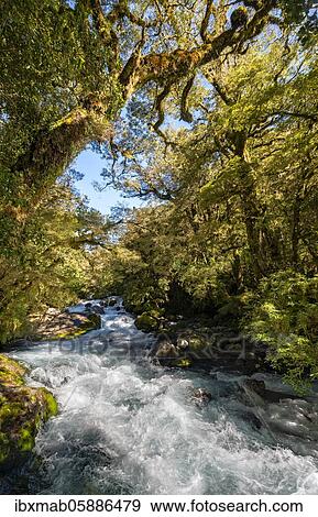 River in the forest, way to Lake Marian, Fiordland National Park, Te Anau, Southland, South Island, New Zealand, Oceania View Large Photo Image Stock Photo - River in the forest, way to Lake Marian, Fiordland National Park, Te Anau, Southland, South Island, New Zealand, Oceania. Fotosearch