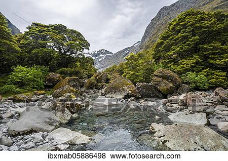 River with rocks along the trail, Gertrude Saddle Route, behind Barrier Peak, Gertrude Valley, Fiordland National Park, Southland, New Zealand, Oceania View Large Photo Image Stock Photo - River with rocks along the trail, Gertrude Saddle Route, behind Barrier Peak, Gertrude Valley, Fiordland National Park, Southland, New Zealand, Oceania. Fotosearch