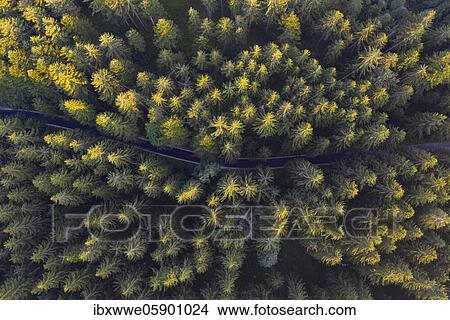 Road through spruce forest from above, drone shot, Mondseeland, Salzkammergut, Upper Austria, Austria, Europe View Large Photo Image Picture - Road through spruce forest from above, drone shot, Mondseeland, Salzkammergut, Upper Austria, Austria, Europe. Fotosearch