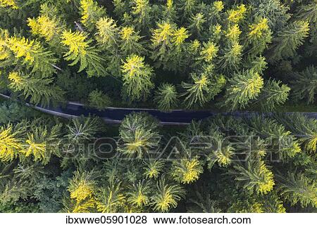 Stock Photo - Road through spruce forest from above, drone shot, Mondseeland, Salzkammergut, Upper Austria, Austria, Europe. Fotosearch