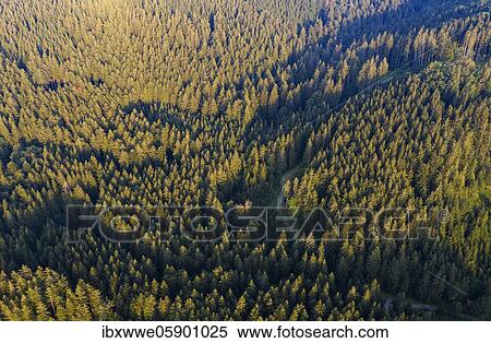 Road through spruce forest from above, drone shot, Mondseeland, Salzkammergut, Upper Austria, Austria, Europe View Large Photo Image Stock Photography - Road through spruce forest from above, drone shot, Mondseeland, Salzkammergut, Upper Austria, Austria, Europe. Fotosearch