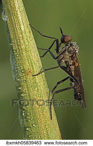 Robber fly (Asilidae) Hesse, Germany, Europe View Large Photo Image Stock Image - Robber fly (Asilidae) Hesse, Germany, Europe. Fotosearch