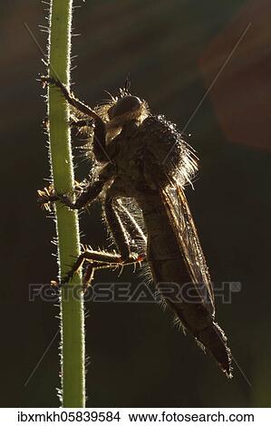 Robber fly (Asilidae) male, Hesse, Germany, Europe View Large Photo Image Picture - Robber fly (Asilidae) male, Hesse, Germany, Europe. Fotosearch