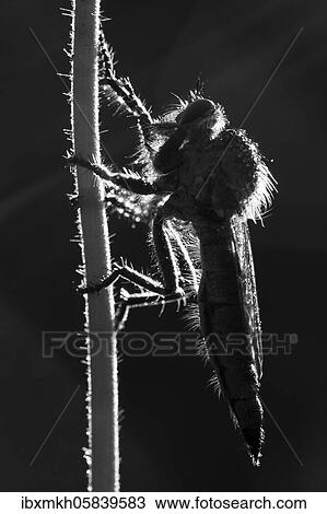 Stock Image - Robber fly (Asilidae) male, Hesse, Germany, Europe. Fotosearch