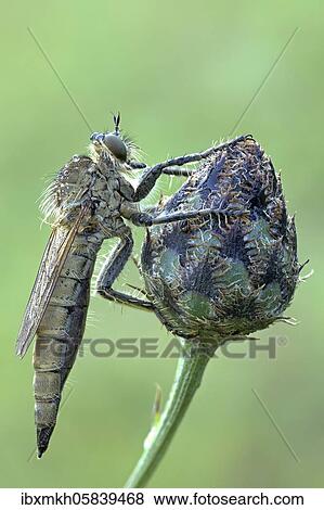 Robber fly (Asilidae) sitting at a bud, Hesse, Germany, Europe View Large Photo Image Stock Photo - Robber fly (Asilidae) sitting at a bud, Hesse, Germany, Europe. Fotosearch