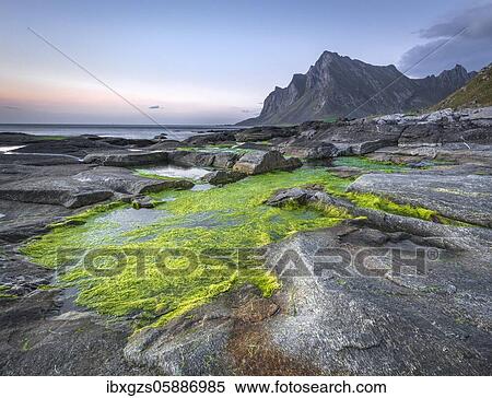 Rock formations with tidal pools and green sea grass at the coast, mountain range, Vikten, Nordland, Lofoten, Norway, Europe View Large Photo Image Stock Photography - Rock formations with tidal pools and green sea grass at the coast, mountain range, Vikten, Nordland, Lofoten, Norway, Europe. Fotosearch