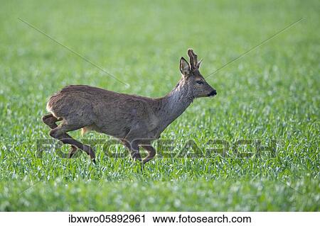 Roebuck, Oldenburg Münsterland, Vechta, Lower Saxony, Germany, Europe View Large Photo Image Stock Image - Roebuck, Oldenburg Münsterland, Vechta, Lower Saxony, Germany, Europe. Fotosearch