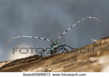 Rosalia longicorn (Rosalia alpina) Upper Bavaria, Alps, Germany, Europe View Large Photo Image Stock Image - Rosalia longicorn (Rosalia alpina) Upper Bavaria, Alps, Germany, Europe. Fotosearch