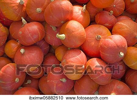 Roter Hokkaido, Stuttgart, Baden-Württemberg, Germany, Europe View Large Photo Image Stock Image - Roter Hokkaido, Stuttgart, Baden-Württemberg, Germany, Europe. Fotosearch