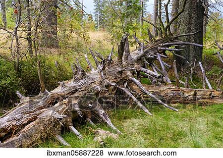 Stock Photo - Rotting spruce ( Picea abies) in the light mountain forest, on Mount Gentian, Arberkamm, Bavarian Forest, Lower Bavaria and Upper Palatinate, Bavaria, Germany, Europe. Fotosearch
