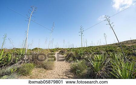 Stock Image - Route through agaves, Playa de Los Genoveses, Cabo de Gata-Nijar National Park, Almería, Spain, Europe. Fotosearch