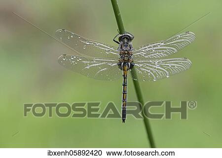 Ruby Whiteface (Leucorrhinia rubicunda) Emsland, Lower Saxony, Germany, Europe View Large Photo Image Stock Image - Ruby Whiteface (Leucorrhinia rubicunda) Emsland, Lower Saxony, Germany, Europe. Fotosearch