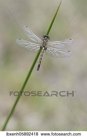 Ruby Whiteface (Leucorrhinia rubicunda) Emsland, Lower Saxony, Germany, Europe View Large Photo Image Stock Photo - Ruby Whiteface (Leucorrhinia rubicunda) Emsland, Lower Saxony, Germany, Europe. Fotosearch