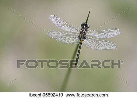Stock Photo - Ruby Whiteface (Leucorrhinia rubicunda) Emsland, Lower Saxony, Germany, Europe. Fotosearch