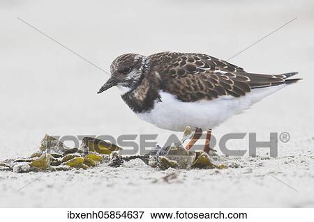 Ruddy turnstone (Arenaria interpres) Baltrum, Lower Saxony, Germany, Europe View Large Photo Image Stock Photo - Ruddy turnstone (Arenaria interpres) Baltrum, Lower Saxony, Germany, Europe. Fotosearch