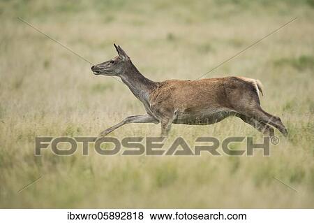 Running alto-animal of the red deer ( Cervus elaphus) female, Klamptenborg, Copenhagen, Denmark, Europe View Large Photo Image Stock Photo - Running alto-animal of the red deer ( Cervus elaphus) female, Klamptenborg, Copenhagen, Denmark, Europe. Fotosearch
