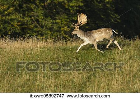 Running shovel of the Fallow deer ( dama dama) Klamptenborg, Copenhagen, Denmark, Europe View Large Photo Image Stock Photo - Running shovel of the Fallow deer ( dama dama) Klamptenborg, Copenhagen, Denmark, Europe. Fotosearch