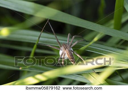 Running spider ( Philodromidae) with eggs, Perlacher Forst, Upper Bavaria, Bavaria, Germany, Europe View Large Photo Image Stock Image - Running spider ( Philodromidae) with eggs, Perlacher Forst, Upper Bavaria, Bavaria, Germany, Europe. Fotosearch
