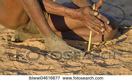 San Man makes traditional fire, Bushman tribe, Kalahari, Namibia, Africa View Large Photo Image Stock Photo - San Man makes traditional fire, Bushman tribe, Kalahari, Namibia, Africa. Fotosearch
