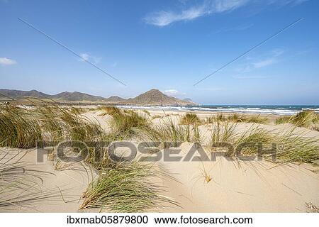 Stock Image - Sand dunes on the beach, Playa de Los Genoveses, Cabo de Gata-Nijar National Park, Almería, Spain, Europe. Fotosearch