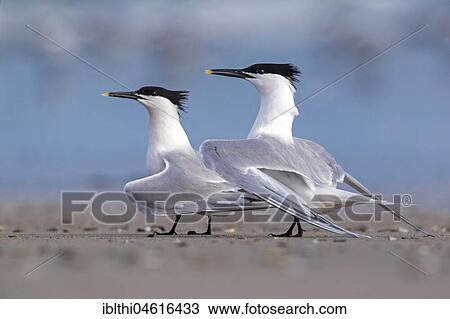 Stock Image - Sandwich tern (Thalasseus sandvicensis) pair, courtship, Helgoland, Schleswig-Holstein, Germany, Europe. Fotosearch