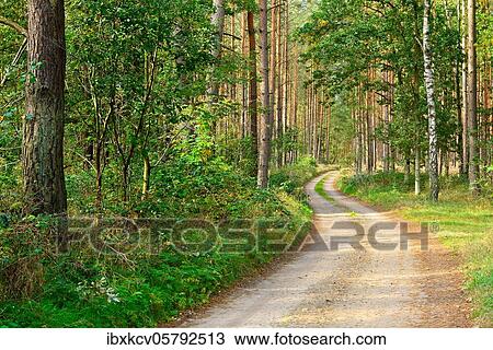 Sandy forest path meanders through typical northern German pine forest, Mecklenburg-Western Pomerania, Germany, Europe View Large Photo Image Stock Image - Sandy forest path meanders through typical northern German pine forest, Mecklenburg-Western Pomerania, Germany, Europe. Fotosearch