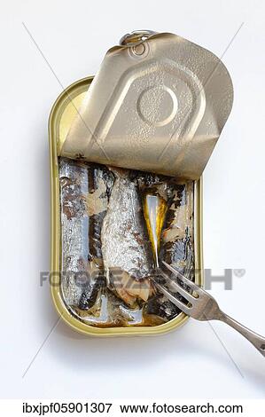 Sardines in opened tin with fork, Oil sardines, Germany, Europe View Large Photo Image Stock Photo - Sardines in opened tin with fork, Oil sardines, Germany, Europe. Fotosearch