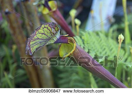 Sarracenia flava (Sarracenia flava) Botanical Garden, Münster, North Rhine-Westphalia, Germany, Europe View Large Photo Image Stock Photo - Sarracenia flava (Sarracenia flava) Botanical Garden, Münster, North Rhine-Westphalia, Germany, Europe. Fotosearch