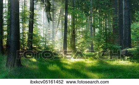 Semi-natural spruce forest in the Harz Mountains, sun shines through haze in the early morning, near Harzgerode, Saxony-Anhalt, Germany, Europe View Large Photo Image Stock Image - Semi-natural spruce forest in the Harz Mountains, sun shines through haze in the early morning, near Harzgerode, Saxony-Anhalt, Germany, Europe. Fotosearch