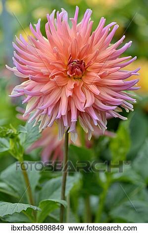 Stock Photo - SemicactusDahlia (Dahlia) variety coral glow, salmon orange flower, North Rhine-Westphalia, Germany, Europe. Fotosearch